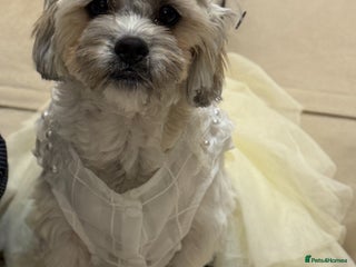 Shih Tzu dogs - Advert 3