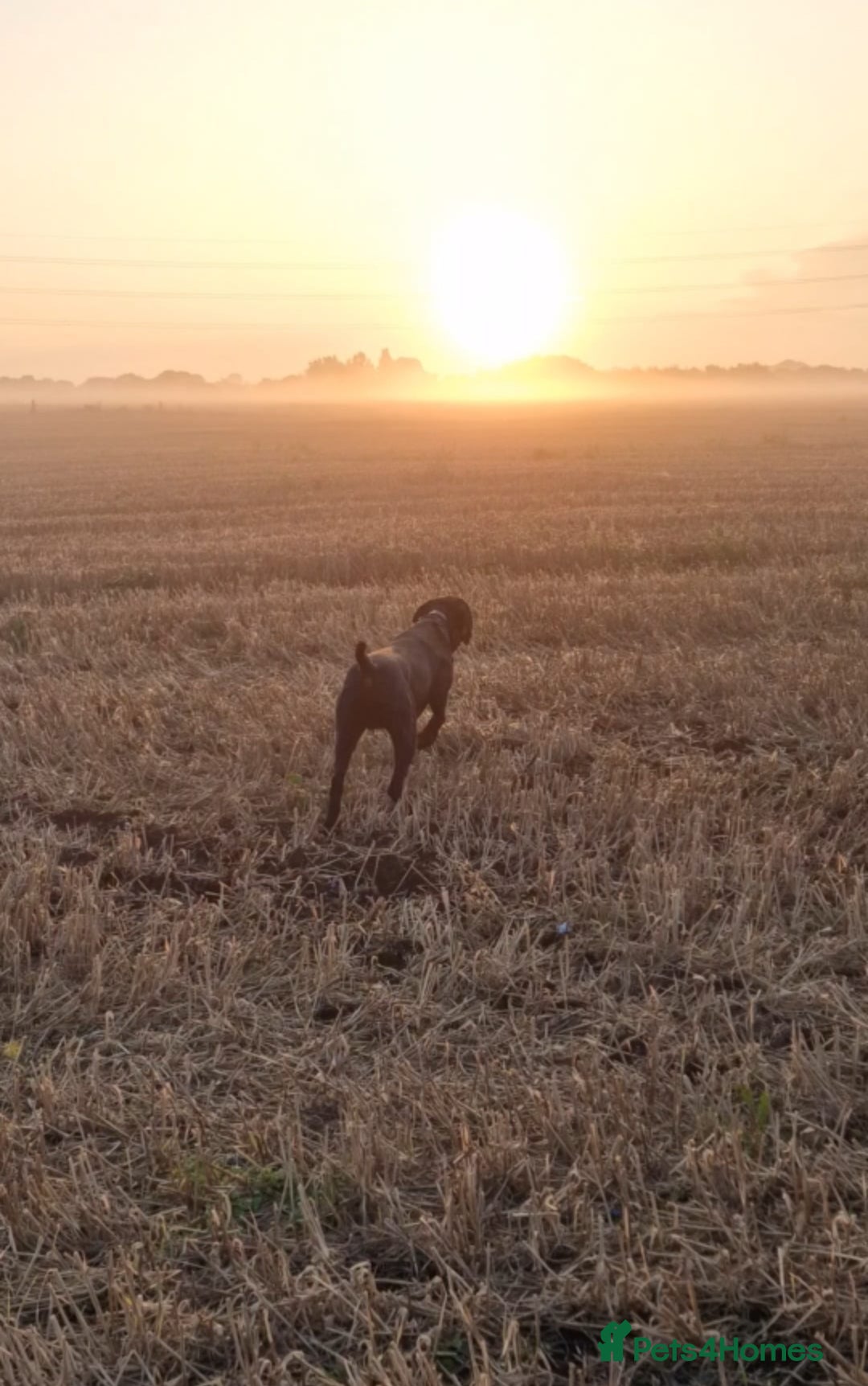 German Shorthaired Pointer dogs for stud: Proven sire full KC Reg GSP 5th Generation in Liverpool - Advert 3