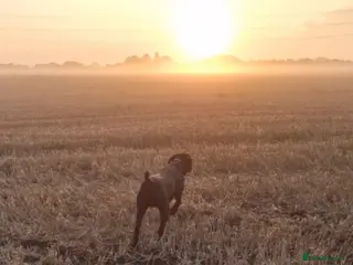 German Shorthaired Pointer dogs Proven sire full KC Reg GSP 5th Generation in Liverpool - Advert 5