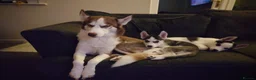 Siberian Husky dogs for sale: Siberian Husky puppies for sale in Keighley - Advert 2