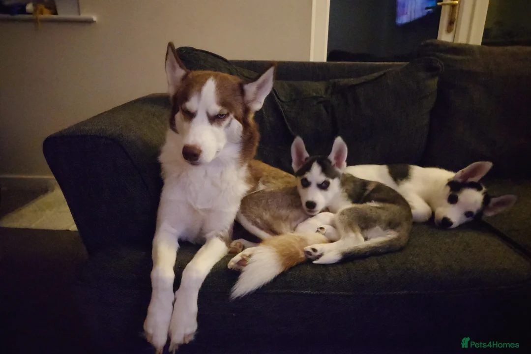 Siberian Husky dogs for sale: Siberian Husky puppies for sale in Keighley - Advert 2