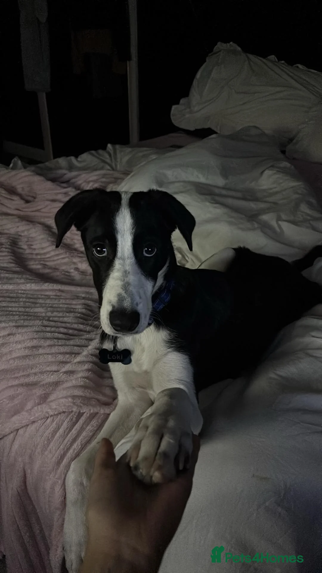 Mixed Breed dogs for sale: Labadoodle cross collie  - Advert 3