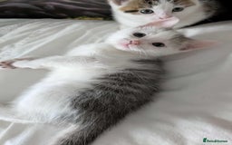 British Shorthair cats for sale: British Short Hair x Domestic Short Hair - Image 6
