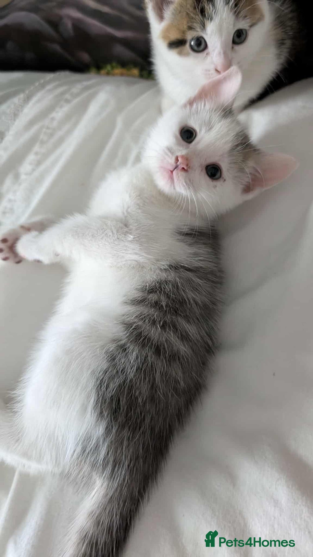 British Shorthair cats for sale: British Short Hair x Domestic Short Hair - Image 6