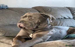 Cane Corso dogs for stud: Beautiful cane corso for stud - Image 5
