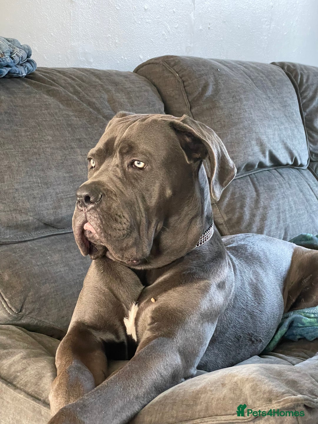 Cane Corso dogs for stud: Beautiful cane corso for stud - Image 5