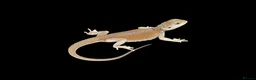 Bearded Dragon reptiles for sale: BEARDED DRAGONS - Advert 5