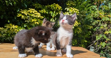 Mixed Breed cats - Advert 8