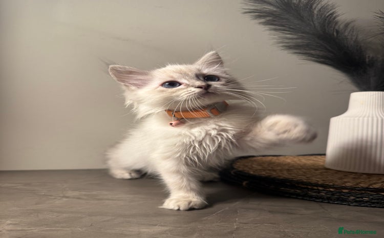 Ragdoll cats - Advert 10