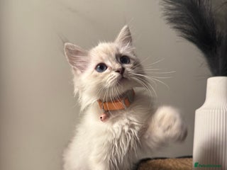 Ragdoll cats - Advert 17