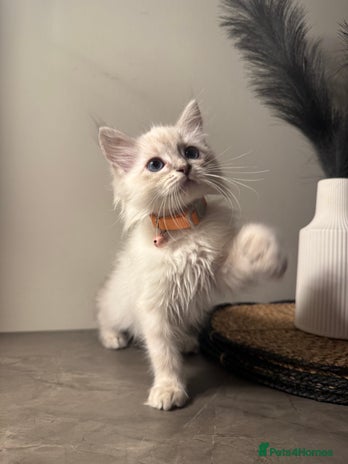 Ragdoll cats - Advert 10