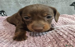 Miniature Dachshund dogs for sale: Talented dapple mini sausages for sale - Image 4