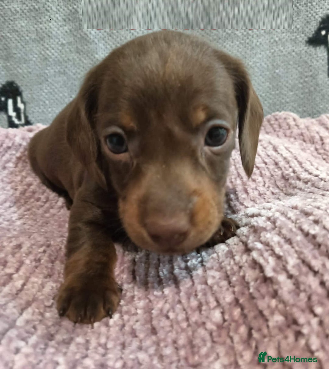 Miniature Dachshund dogs for sale: Talented dapple mini sausages for sale - Image 4
