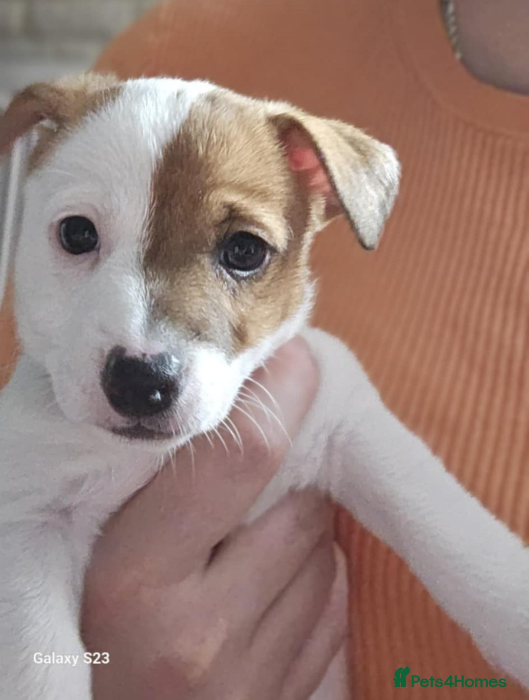 Jack Russell dogs for sale: JACK RUSSELL - Image 12