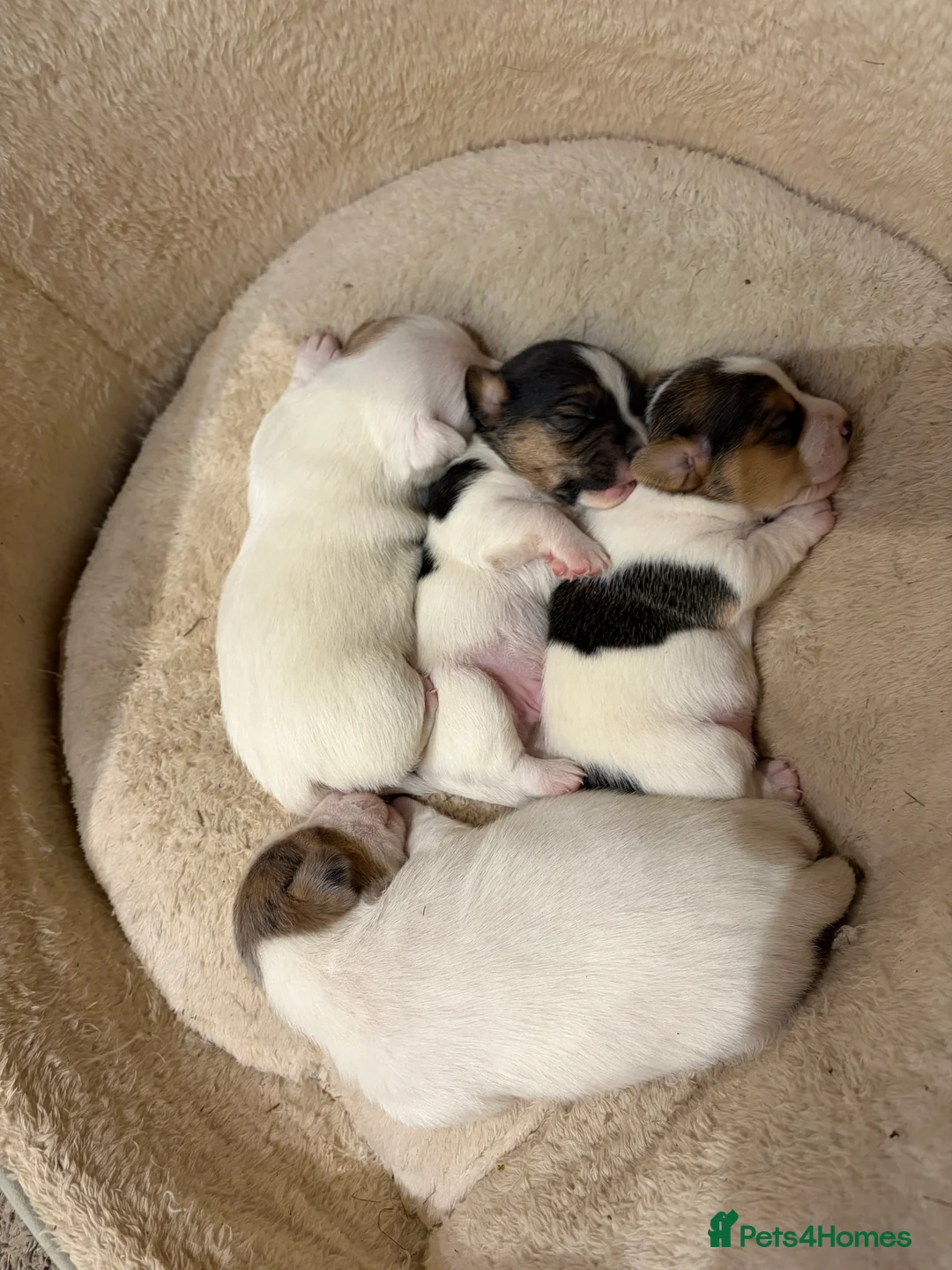 Jack Russell dogs for sale: Miniature Jack Russell terrier puppies  - Advert 1