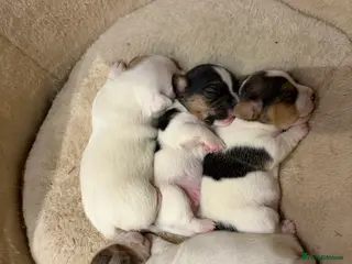 Jack Russell dogs Miniature Jack Russell terrier puppies - Advert 3