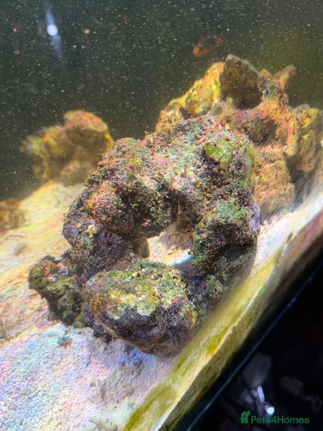 Angelfish fish for sale: mature marine tank closure  - Advert 4