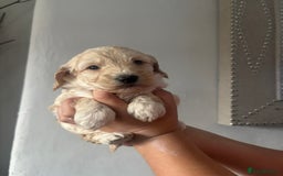 Cockapoo dogs for sale: Stunning lemon and white f1b babies  - Image 3