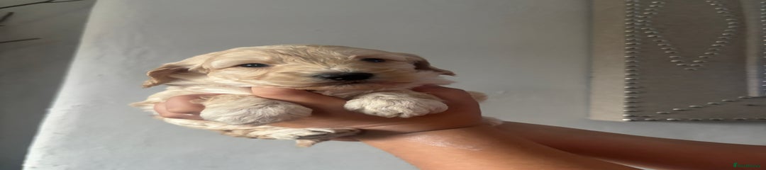 Cockapoo Puppy 3