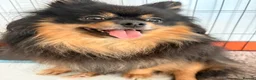 Pomeranian dogs for sale: Pomeranian girls  - Advert 1