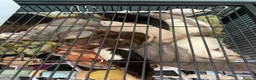 Rat rodents for sale: Rats for rehoming - Advert 12