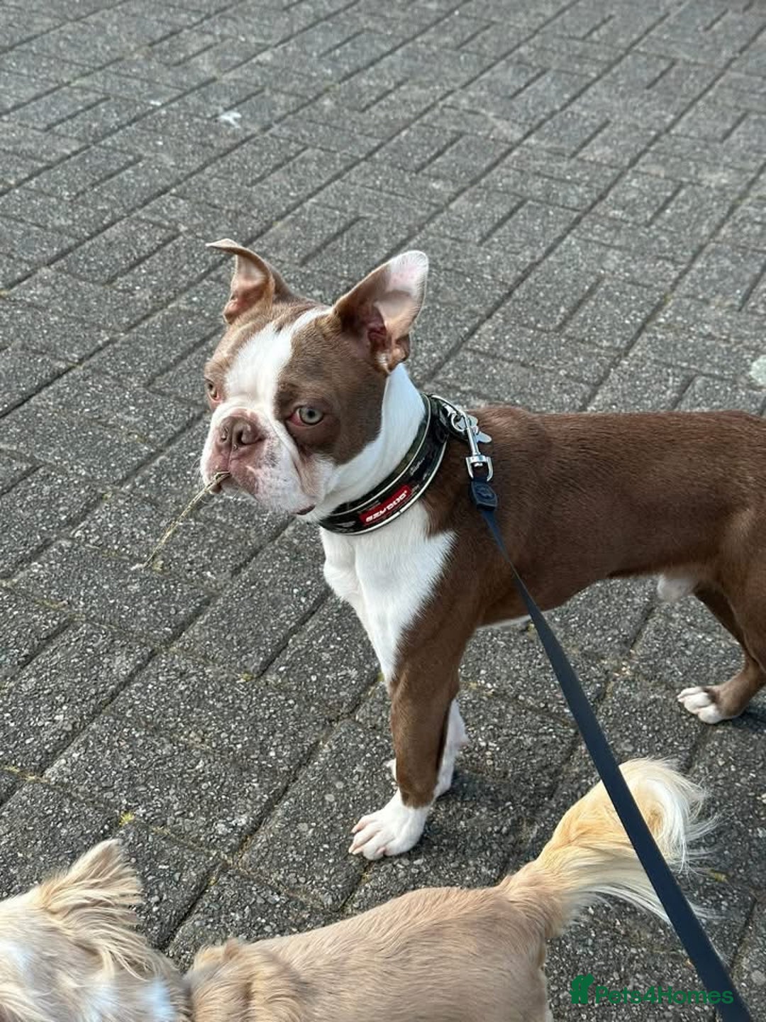Boston Terrier dogs for stud: Kc Boston Terrier stud  - Image 2