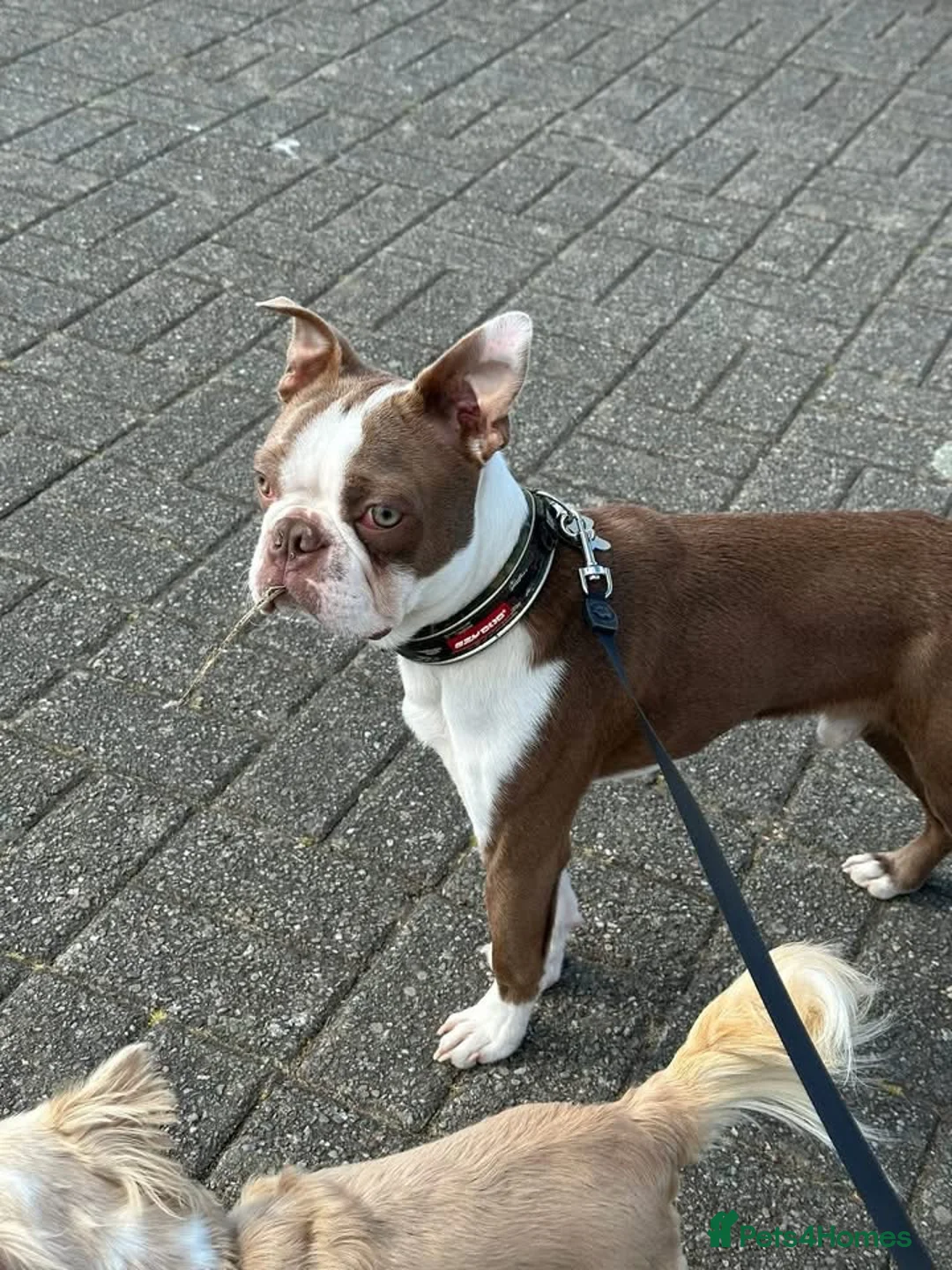 Boston Terrier dogs for stud: Kc Boston Terrier stud  - Advert 2