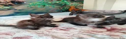 Maine Coon cats for sale: Beautiful Maincoon cross kittens  - Advert 1