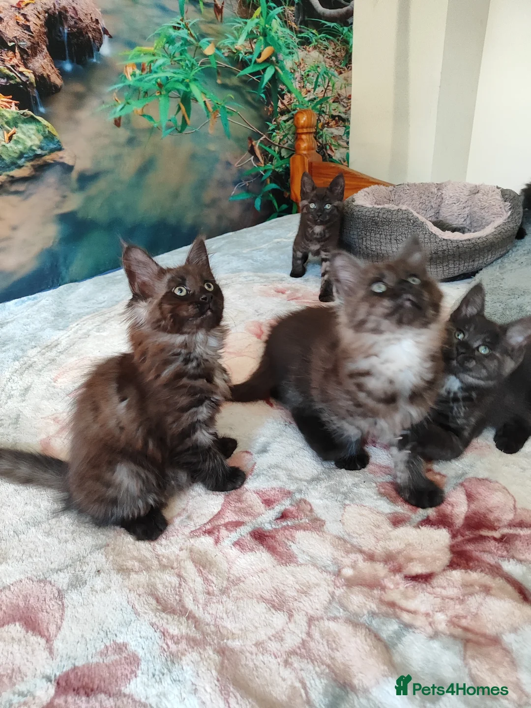 Maine Coon cats for sale: Beautiful Maincoon cross kittens  - Advert 1
