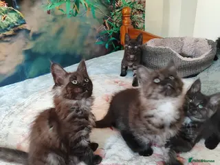 Maine Coon cats Beautiful Maincoon cross kittens - Advert 6