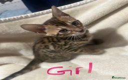 Bengal cats for sale: Beautiful bengals  - Advert 12