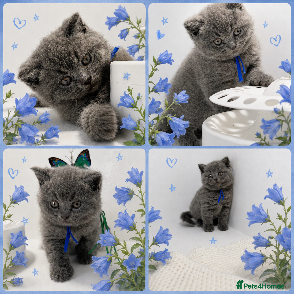 British Shorthair cats GCCF British short hair boy  - Advert 1