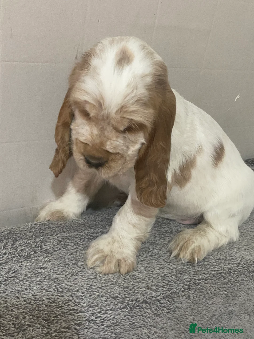 Cocker Spaniel dogs for sale: ‘Show Type’ Cocker Spaniel Puppies. KC Registered. - Advert 20