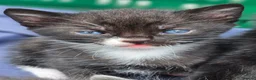 Mixed Breed cats for sale: Boy kittens  - Advert 3
