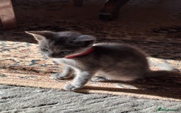 Mixed Breed cats for sale: Gorgeous Kittens - Image 5
