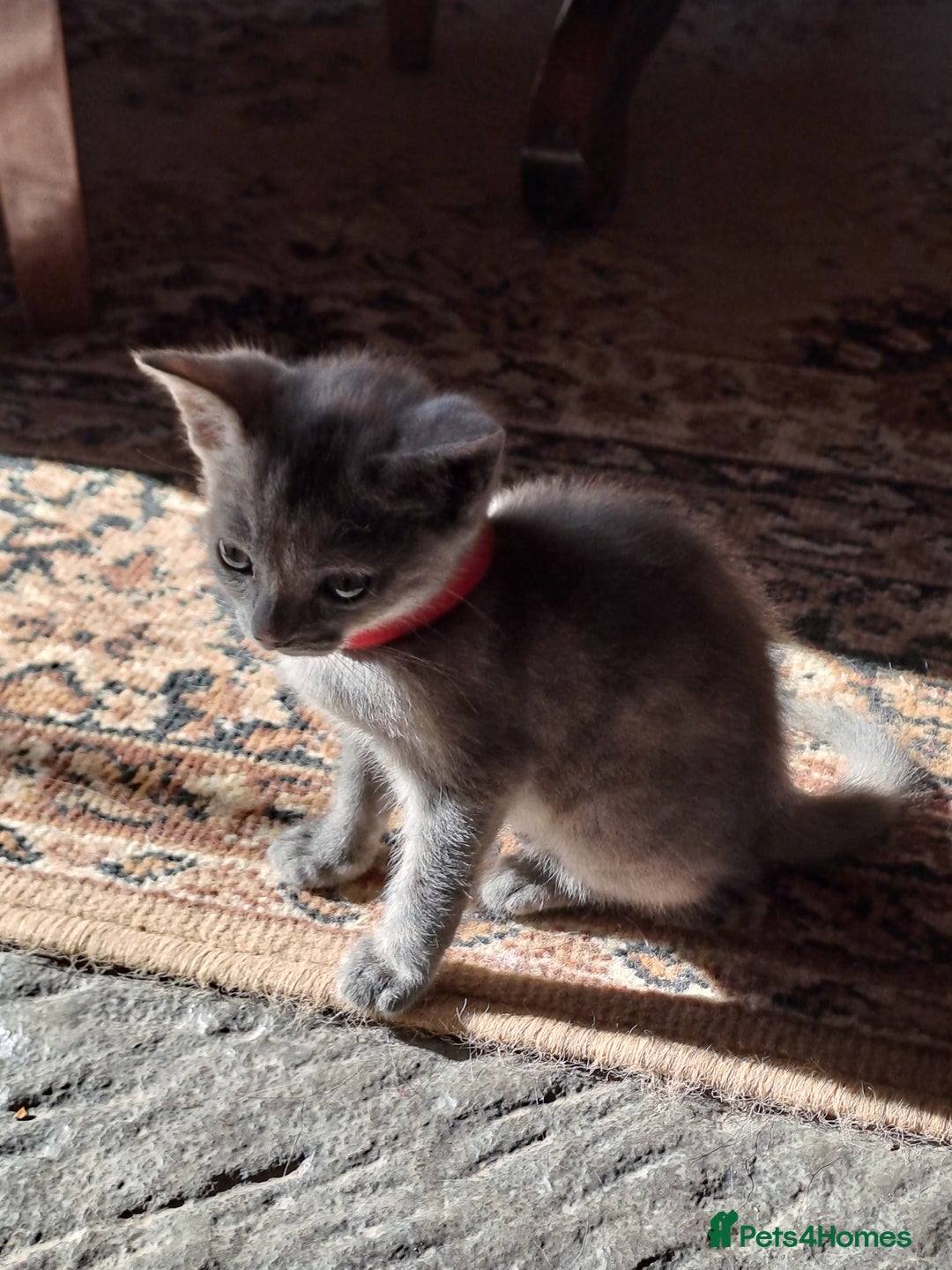 Mixed Breed cats for sale: Gorgeous Kittens - Image 5