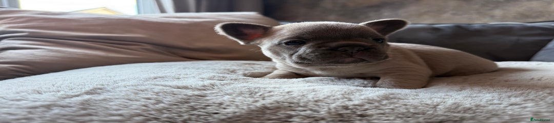 French Bulldog Puppy 5
