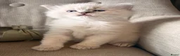 Ragdoll cats for sale: Mischievous trio of gorgeous ragdolls - Advert 19