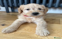 Labradoodle dogs for sale: Gorgeous f1b Labradoodle Puppies KC Parents - Advert 4