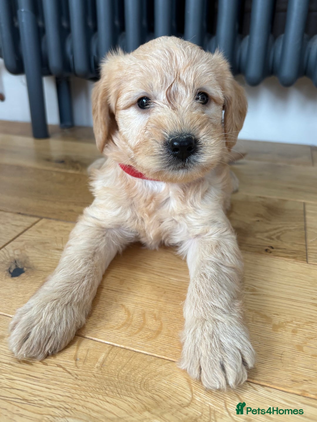 Labradoodle dogs for sale: Gorgeous f1b Labradoodle Puppies KC Parents - Advert 4