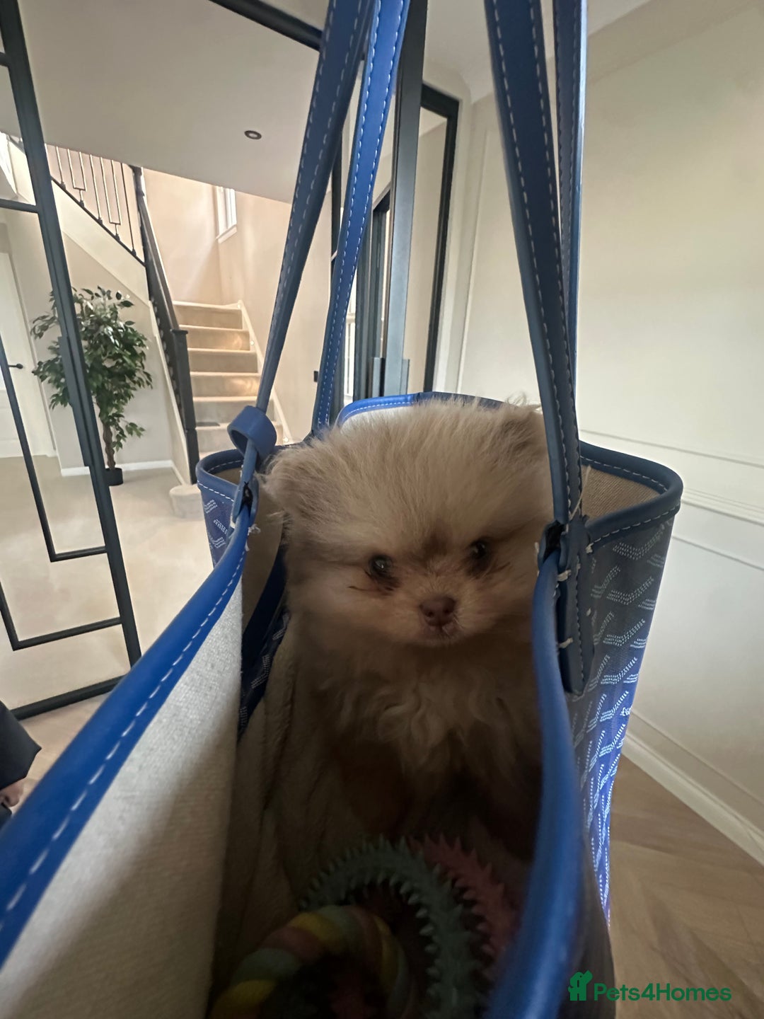 Pomeranian dogs for sale: Lilac merle and tan pomeranian  - Image 6