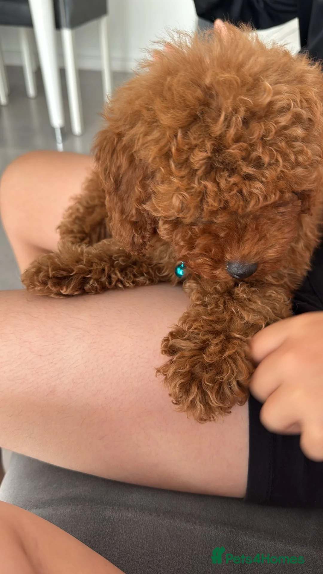 Toy Poodle dogs for sale: Gorgeous dark brown toy poodle for sale in Waltham Cross - Advert 2