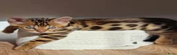 Bengal cats for sale: Beautiful Bengal kittens for sale in Leeds - Advert 7