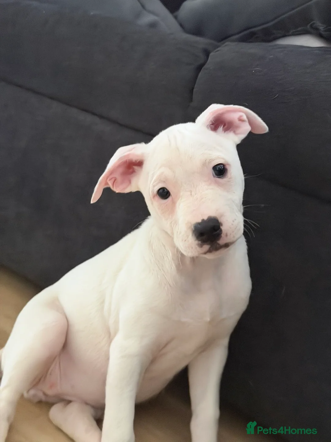 Staffordshire Bull Terrier dogs for sale: Staffy puppy  - Advert 1