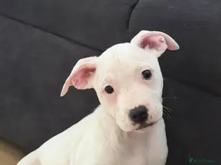 Staffordshire Bull Terrier dogs Staffy puppy - Advert 6