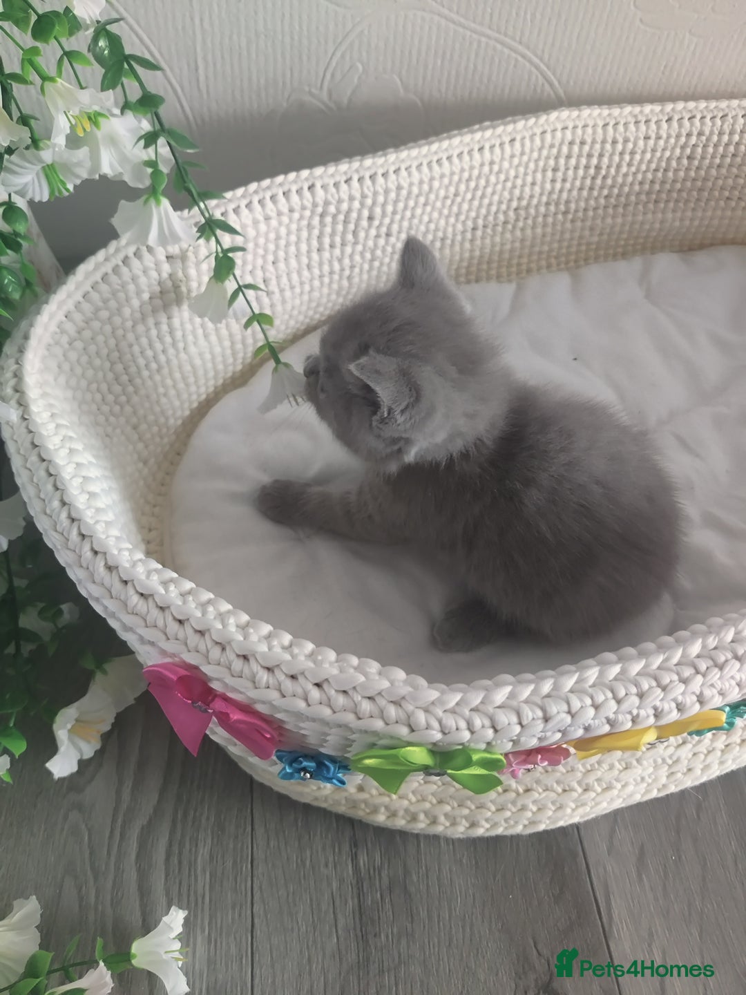 Scottish Fold cats for sale: Scottish fold blue for sale  - Image 6