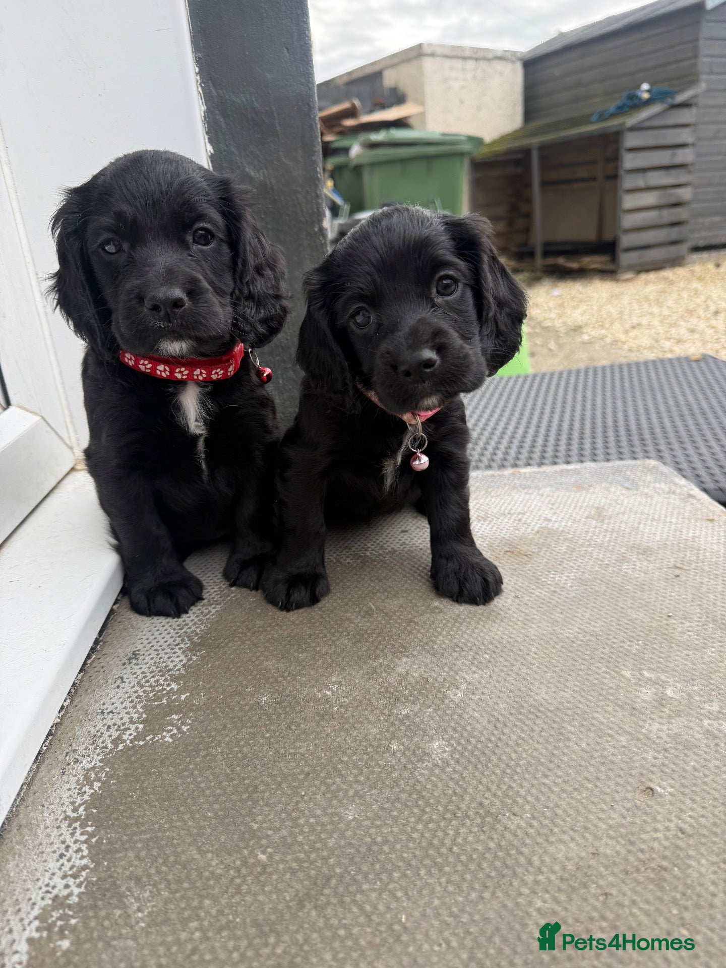 Cocker Spaniel dogs Cocker spaniels  - Advert 1