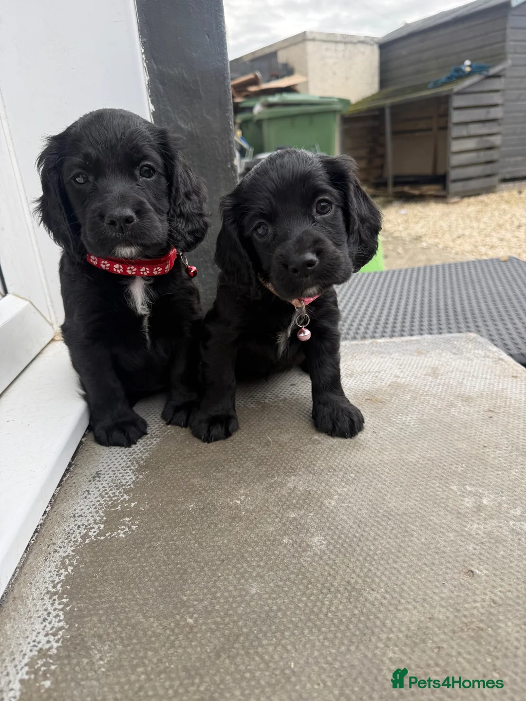 Cocker Spaniel dogs for sale: Cocker spaniels  - Advert 2