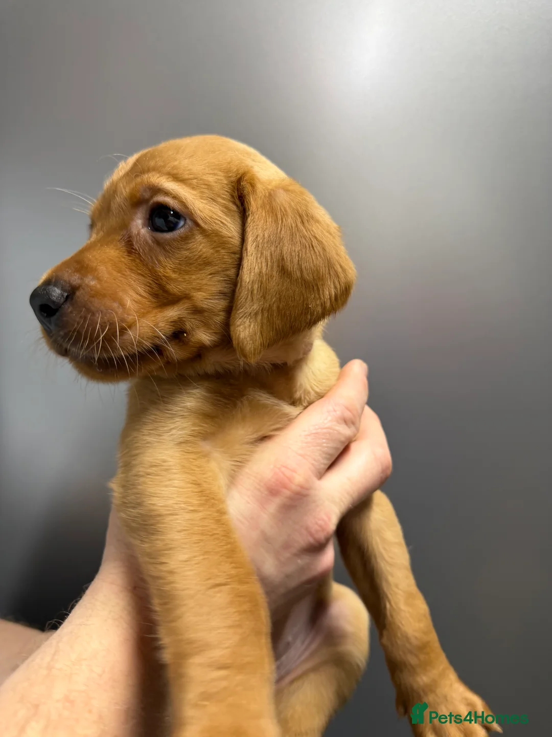 Labrador Retriever dogs for sale: KC Reg Labrador Puppies (mix of Red/blonde) - Advert 33