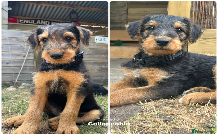 Airedale Terrier dogs in Fordingbridge - Advert 9